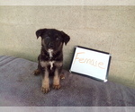 Small German Shepherd Dog