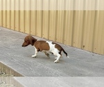 Small #9 Dachshund