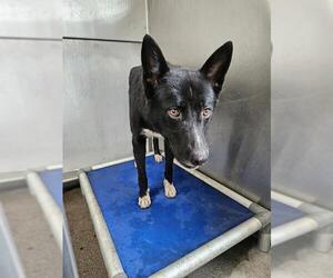 Siberian Husky Dogs for adoption in Downey, CA, USA