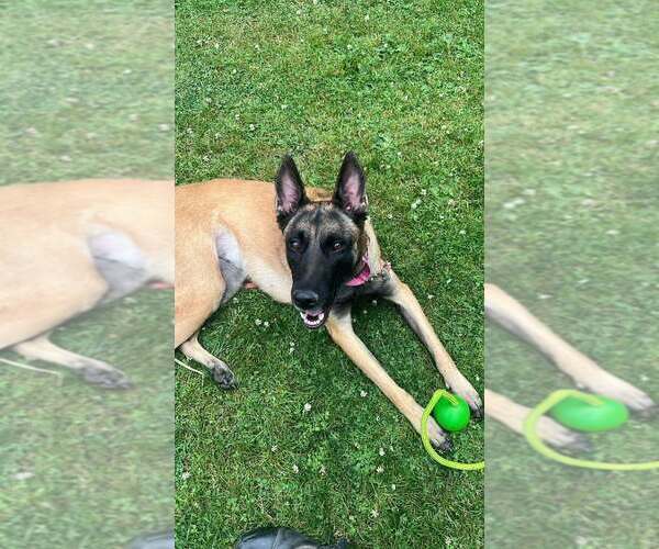 Medium Photo #8 Mutt Puppy For Sale in Imlay City, MI, USA