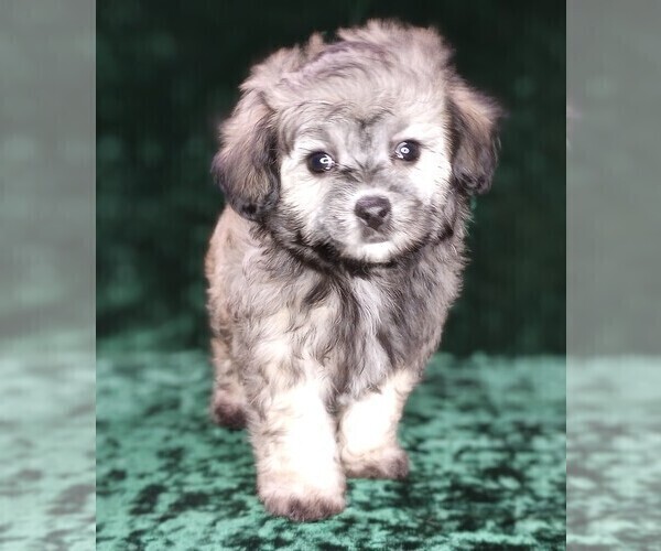 Medium Photo #11 Maltipoo Puppy For Sale in MOMEYER, NC, USA
