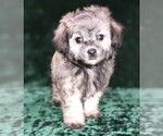 Small Photo #11 Maltipoo Puppy For Sale in MOMEYER, NC, USA