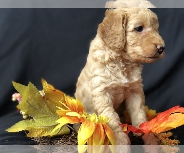 Medium Photo #15 Goldendoodle-Poodle (Miniature) Mix Puppy For Sale in VACAVILLE, CA, USA