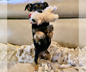 Kismet - Male Miniature English Bulldach Dog for Adoption - Photo #3