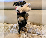 Small Photo #3 Miniature English Bulldach Puppy For Sale in Batavia, OH, USA