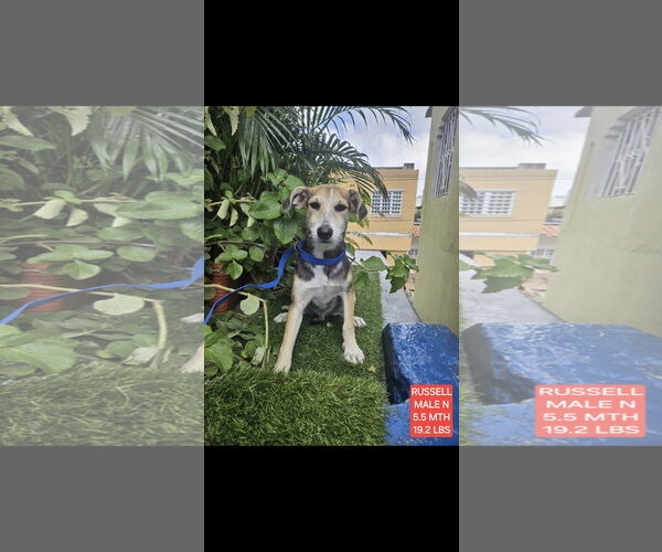 Medium Photo #3 Jack Russell Terrier-Unknown Mix Puppy For Sale in NYC, NY, USA