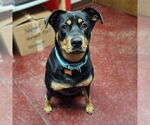 Small #2 English Springer Spaniel-Rottweiler Mix