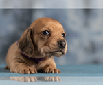 Small Photo #25 Dachshund Puppy For Sale in CROWLEY, TX, USA