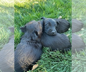 Scottish Terrier Puppy for sale in THE DALLES, OR, USA