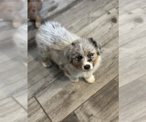 Australian Shepherd Puppy for sale in FLORESVILLE, TX, USA