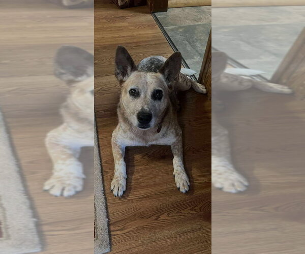 Medium Photo #1 Mutt Puppy For Sale in Claremore, OK, USA
