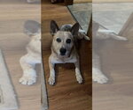 Freckles - CL - Female Mutt Dog for Adoption - Small photo