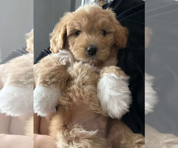 Medium Photo #1 Siberian Husky-Unknown Mix Puppy For Sale in pomfret, CT, USA