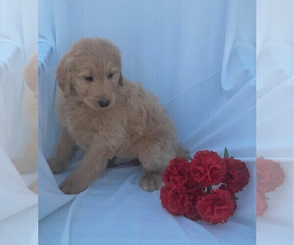 Medium Photo #8 Goldendoodle Puppy For Sale in FREDERICKSBG, OH, USA
