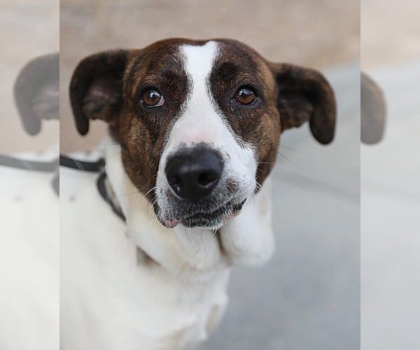 Medium Photo #4 Labrador Retriever-Unknown Mix Puppy For Sale in Decatur, GA, USA