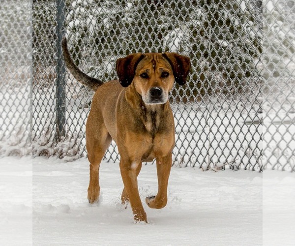 Medium Photo #7 Labbe Puppy For Sale in Webster, WI, USA