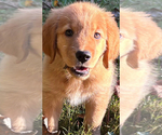 Small #4 Golden Retriever
