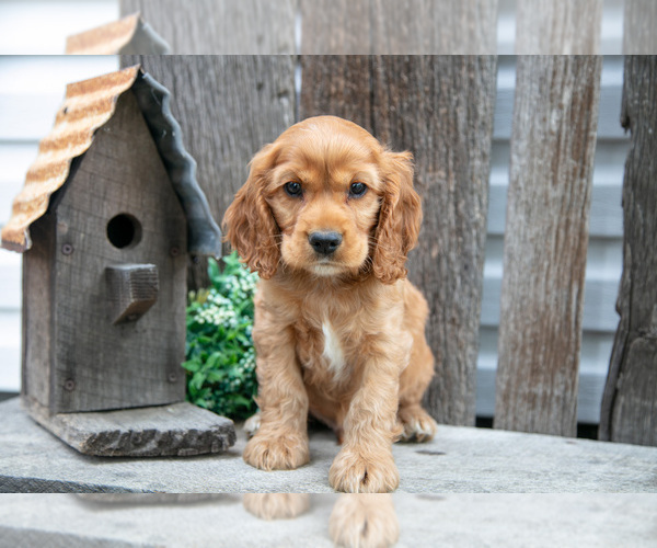 Medium Photo #10 Cocker Spaniel Puppy For Sale in SHREVE, OH, USA