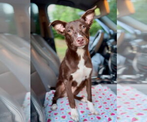 Rat Terrier-Whippet Mix Dogs for adoption in Batavia, OH, USA