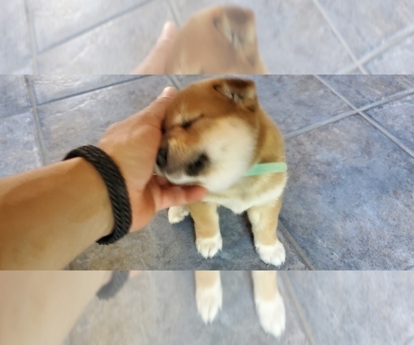 Medium Photo #4 Shiba Inu Puppy For Sale in SOMERSWORTH, NH, USA