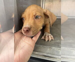 American Pit Bull Terrier-Unknown Mix Dogs for adoption in Waco, TX, USA