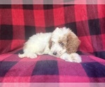 Small #2 Cavapoo