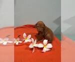 Small Photo #1 Vizsla Puppy For Sale in HOMESTEAD, FL, USA