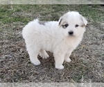 Small Photo #3 Great Pyrenees Puppy For Sale in CLARK, MO, USA
