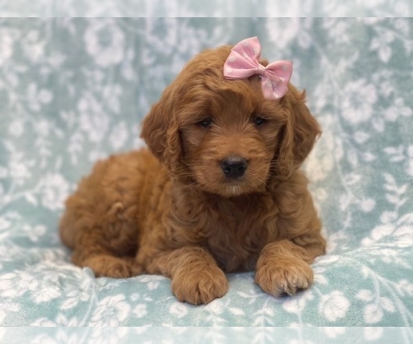 Medium Photo #11 Goldendoodle Puppy For Sale in LAKELAND, FL, USA