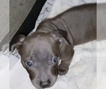 Puppy Gray American Bully