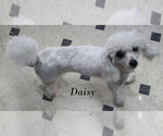 Small #28 Poodle (Toy)