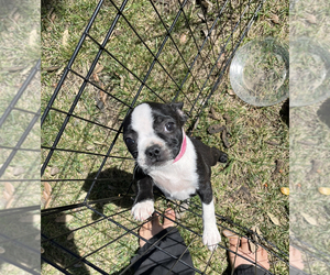 Boston Terrier Puppy for sale in LEMOORE, CA, USA