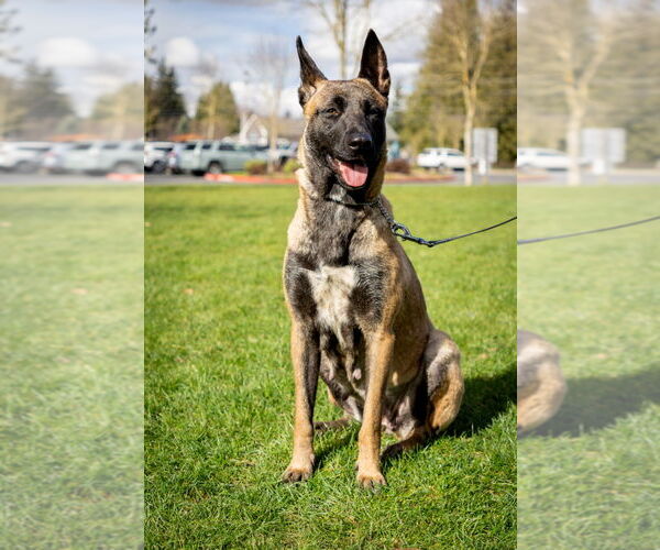 Medium Photo #2 German Shepherd Dog-Unknown Mix Puppy For Sale in Seattle, WA, USA