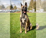 Small #1 German Shepherd Dog Mix
