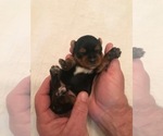 Small Photo #1 Yorkshire Terrier Puppy For Sale in RUSH, KY, USA