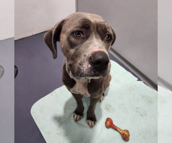 Medium Photo #3 Mutt Puppy For Sale in Walnutport, PA, USA