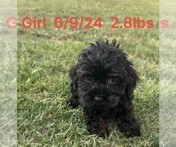 Medium Photo #2 Cockapoo Puppy For Sale in MONTPELIER, OH, USA