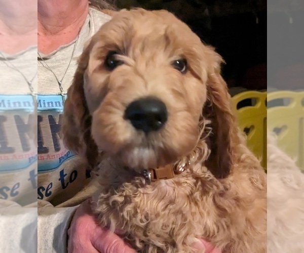 Medium Photo #4 Goldendoodle Puppy For Sale in SEBEKA, MN, USA