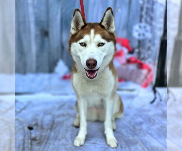 Medium Photo #1 Siberian Husky Puppy For Sale in Long Beach, CA, USA