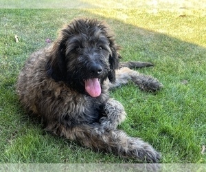 Pyredoodle Puppy for sale in PHOENIX, AZ, USA