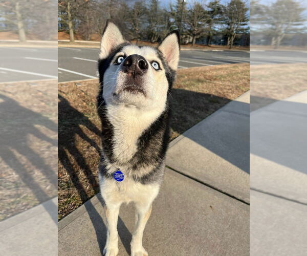 Medium Photo #2 Siberian Husky Puppy For Sale in Sayreville, NJ, NJ, USA
