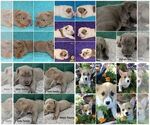 Small Photo #1 Neapolitan Mastiff Puppy For Sale in WASHBURN, MO, USA