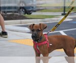 Small #16 Black Mouth Cur Mix