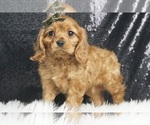 Puppy Osito AKC Cavalier King Charles Spaniel