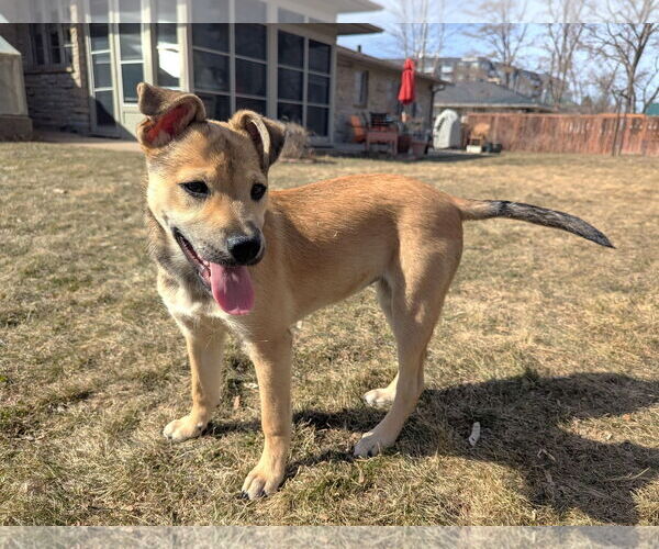 Medium Photo #2 Jack Russell Terrier-Unknown Mix Puppy For Sale in St. Louis Park, MN, USA