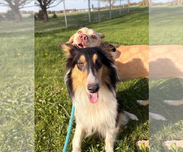 Medium Photo #2 Mutt Puppy For Sale in Jefferson, WI, USA