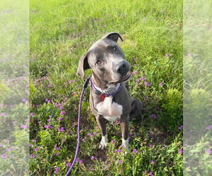 Mutt Dogs for adoption in Lakewood, CO, USA