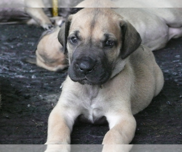 Medium Photo #5 Great Dane Puppy For Sale in CONWAY, SC, USA