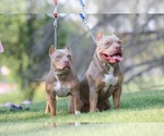 Small Photo #11 American Bully Puppy For Sale in LOGAN, UT, USA
