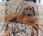 Small #2 Redbone Coonhound